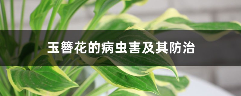 <strong>玉簪花的病虫害及其防治</strong>