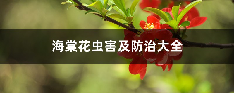 <b>海棠花虫害及防治大全</b>