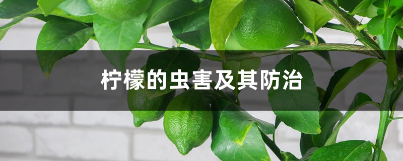 <strong>柠檬的虫害及其防治</strong>