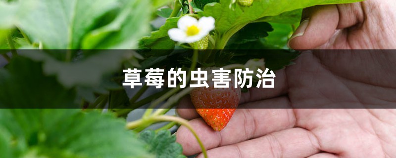 <b>草莓的虫害防治</b>