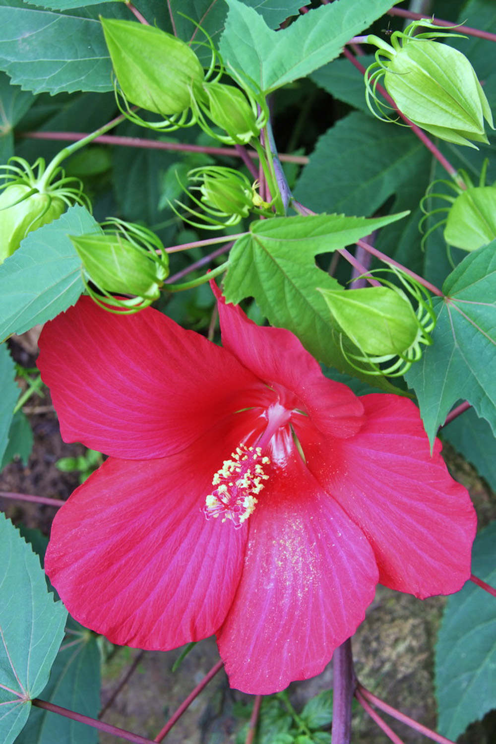 木芙蓉花的病虫害及其防治