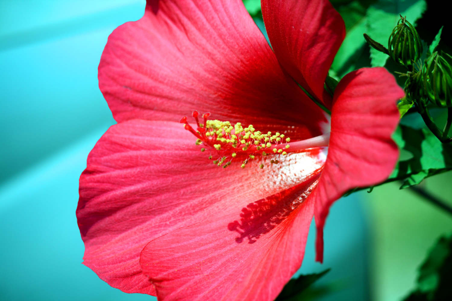 木芙蓉花的病虫害及其防治