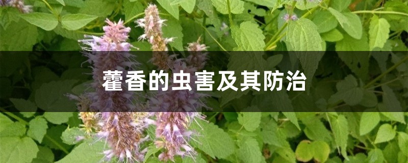 <b>藿香的虫害及其防治</b>