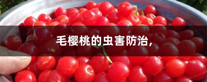 <b>毛樱桃的虫害防治,</b>