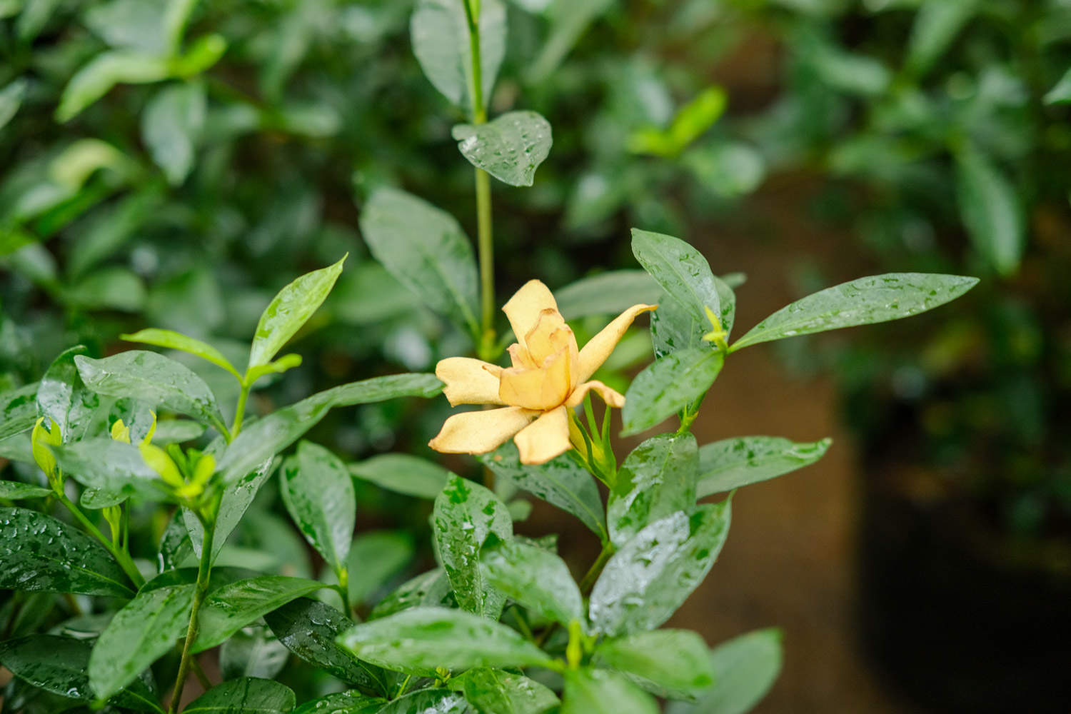 栀子花长白粉虱怎么解决，怎么处理