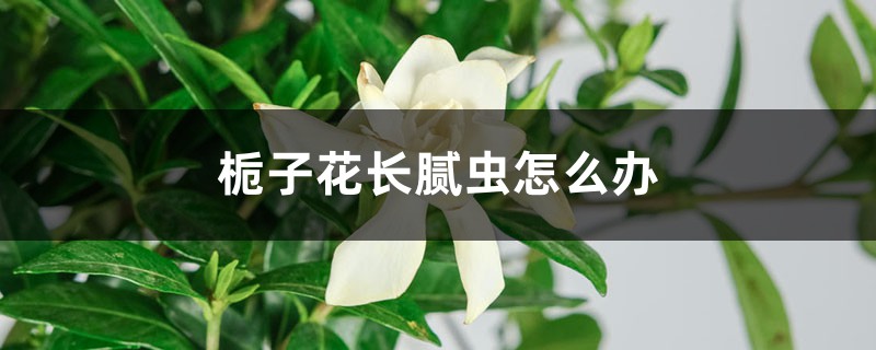 <strong>栀子花长腻虫怎么解决，怎么处理</strong>