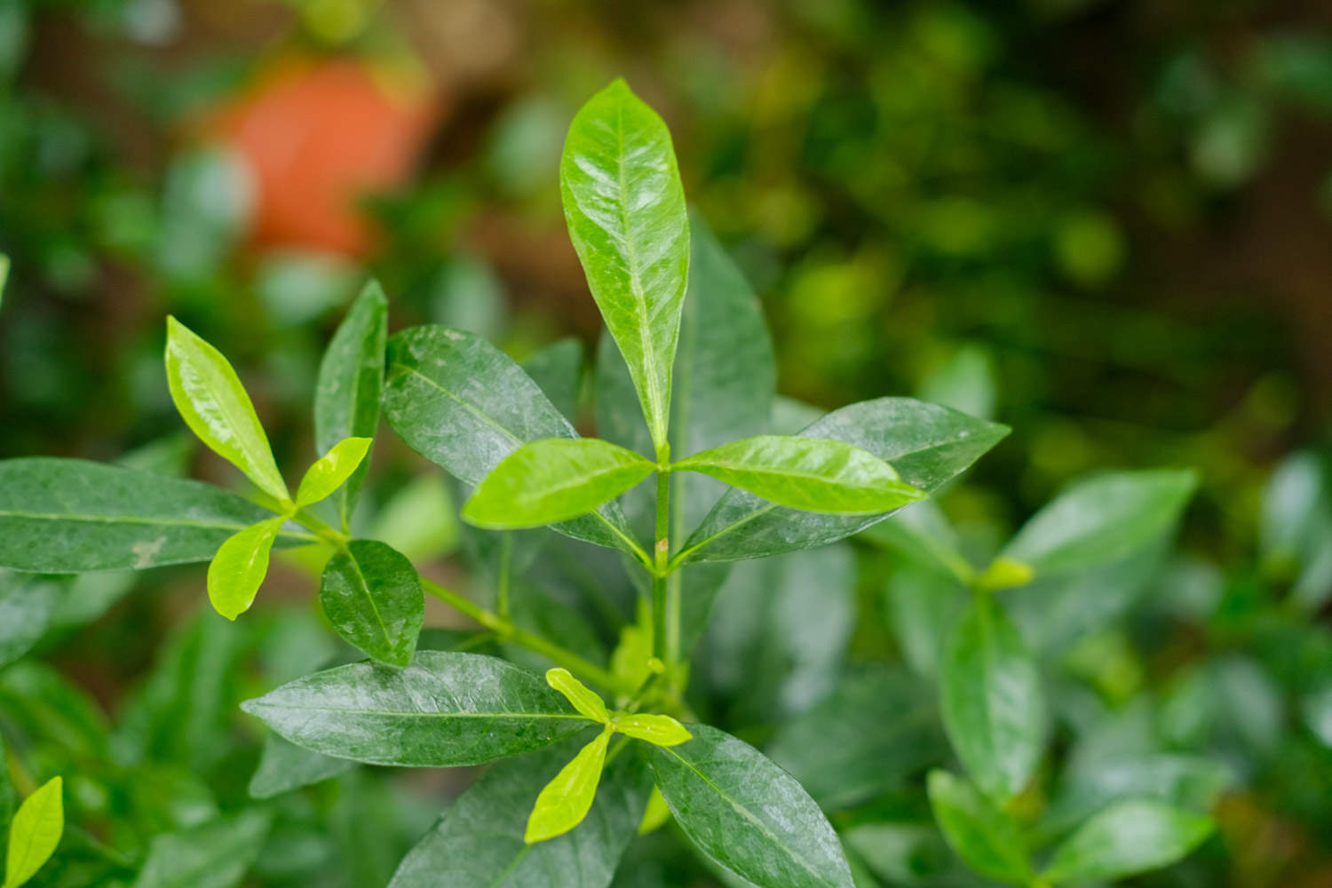 栀子花长白粉虱怎么解决，怎么处理