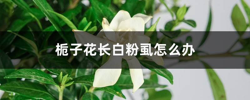 <strong>栀子花长白粉虱怎么解决，怎么处理</strong>