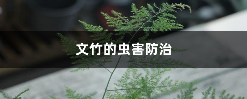 <strong>文竹的虫害防治</strong>