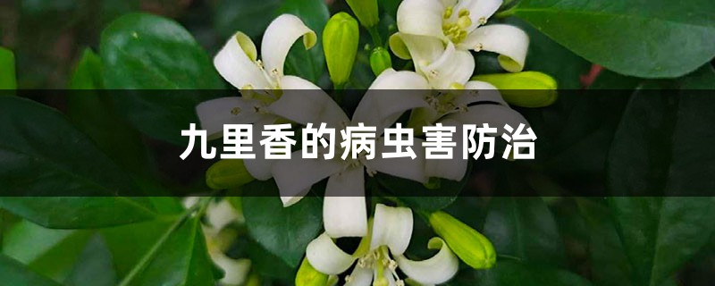 <b>九里香的病虫害防治</b>