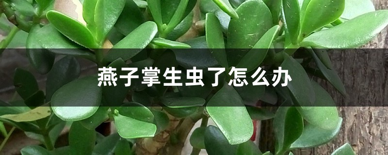 <strong>燕子掌生虫了怎么解决，怎么处理</strong>