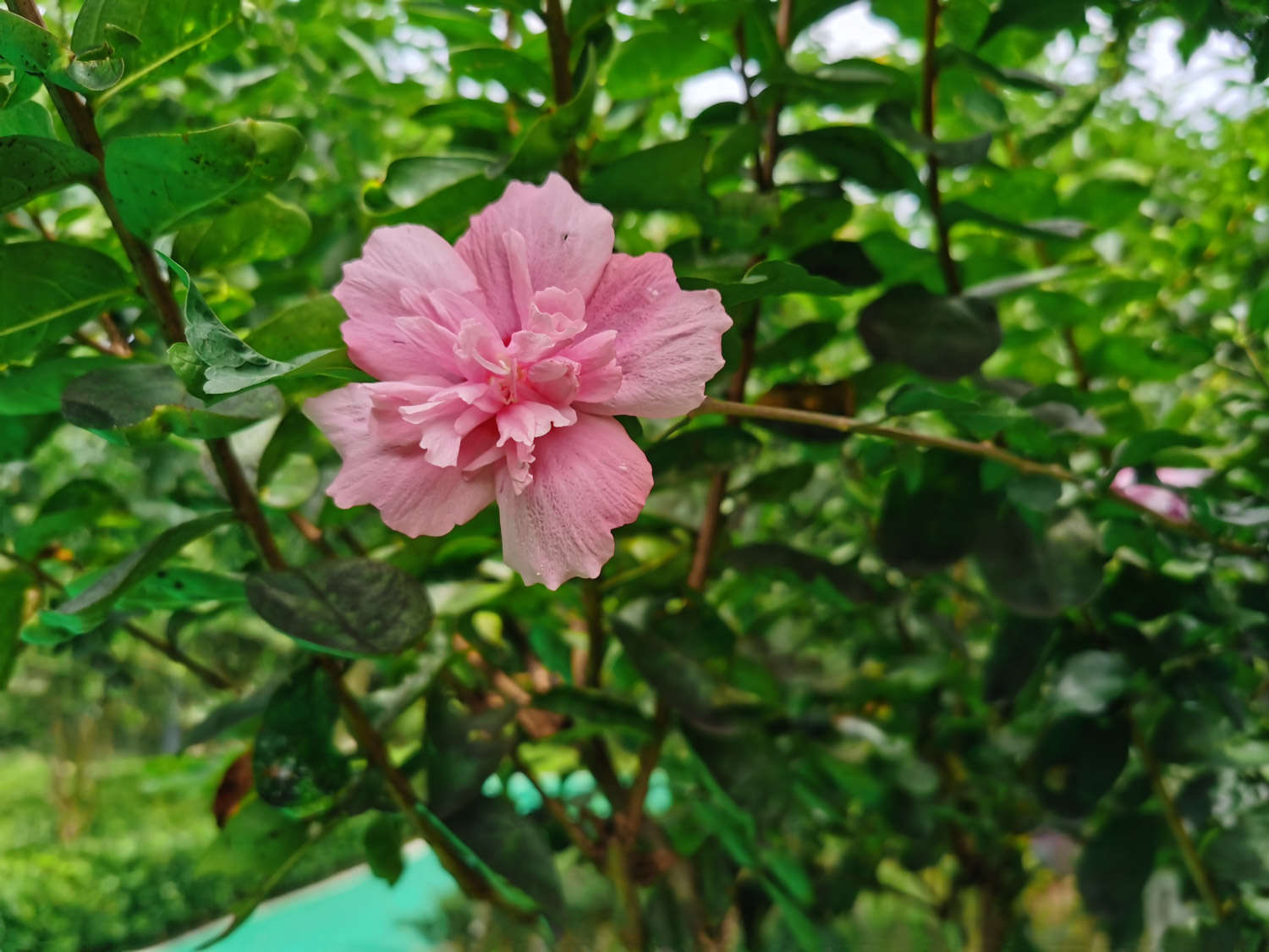 木槿花常见虫害及解决办法