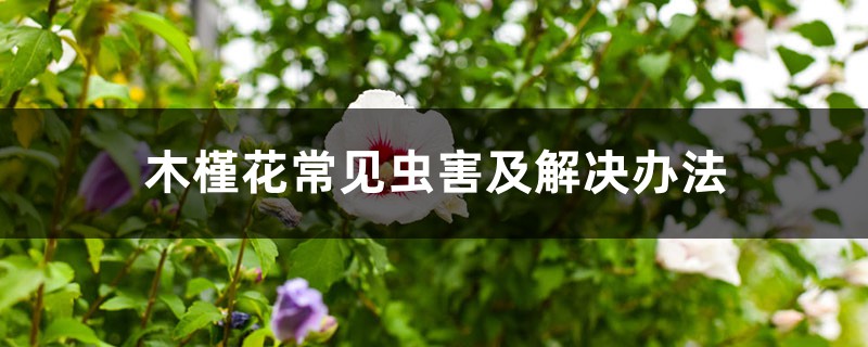 <b>木槿花常见虫害及解决办法</b>