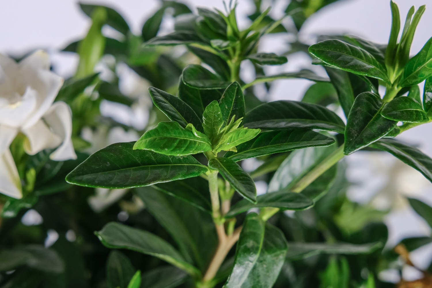 栀子花长虫子用什么药