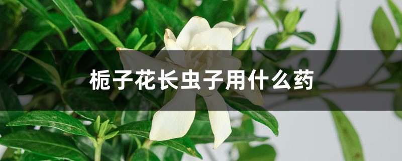 <b>栀子花长虫子用什么药</b>