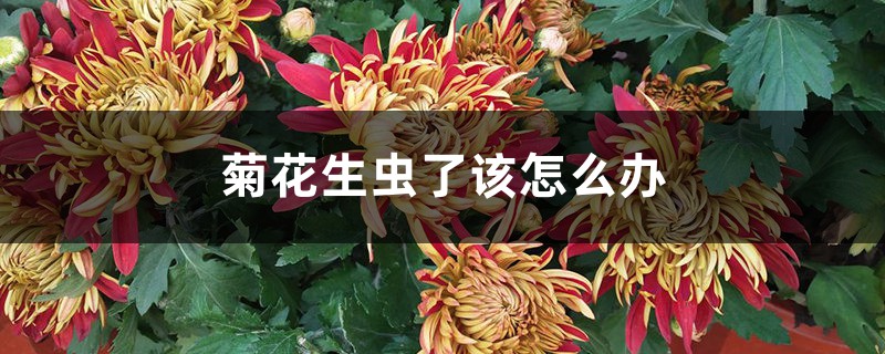 <strong>菊花生虫了该怎么解决，怎么处理</strong>