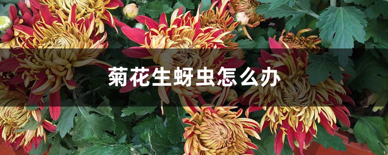 <strong>菊花生蚜虫怎么解决，怎么处理</strong>