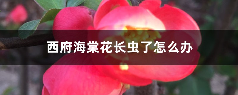 <b>西府海棠花长虫了怎么解决，怎么处理</b>