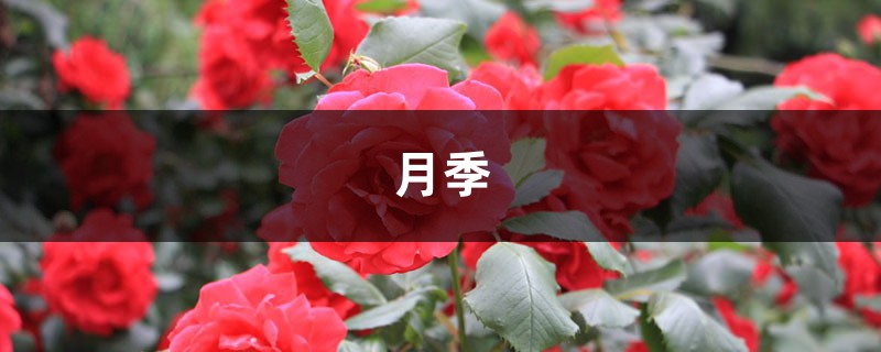 <b>月季花爱招虫，给你支3招，让它从此摆脱“药罐子”称号！</b>