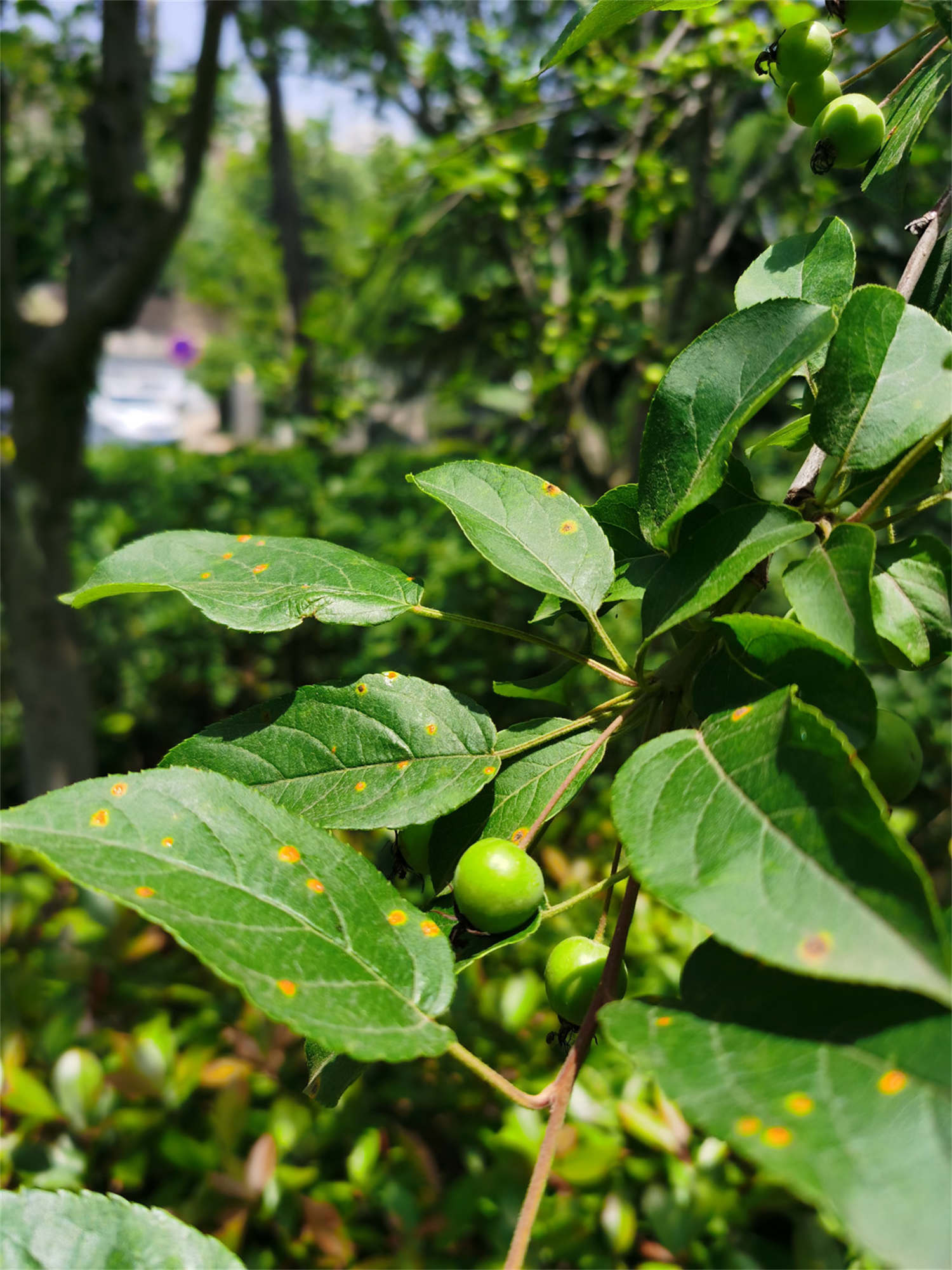 海棠花有虫子喷什么药