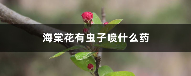 <strong>海棠花有虫子喷什么药</strong>