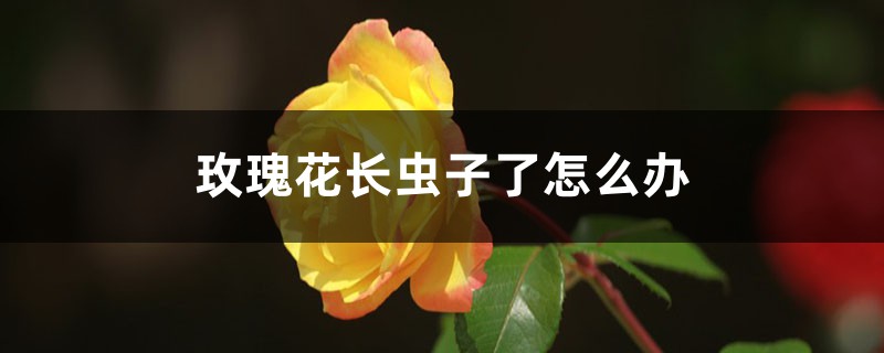 <b>玫瑰花长虫子了怎么解决，怎么处理</b>