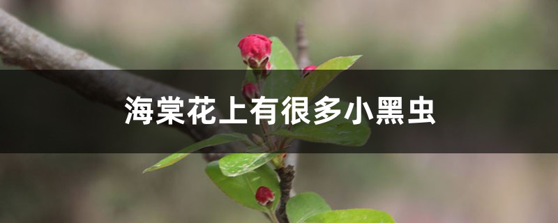 <b>海棠花上有很多小黑虫怎么解决，怎么处理</b>