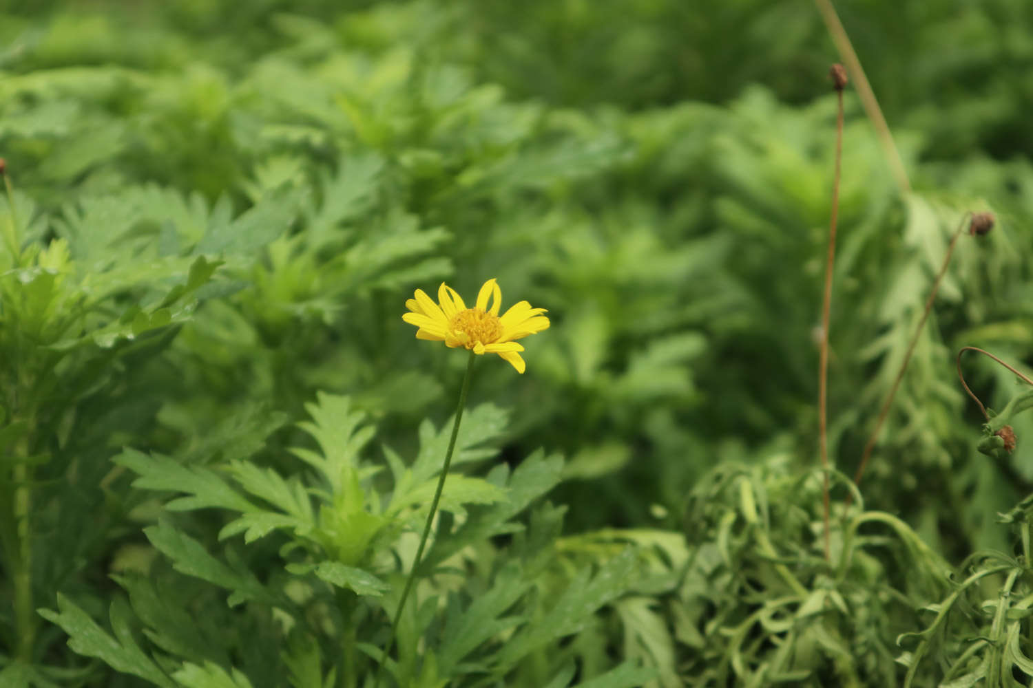 菊花里面的小黑虫是什么，怎么去除