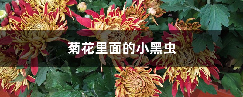 <strong>菊花里面的小黑虫是什么，怎么去除</strong>