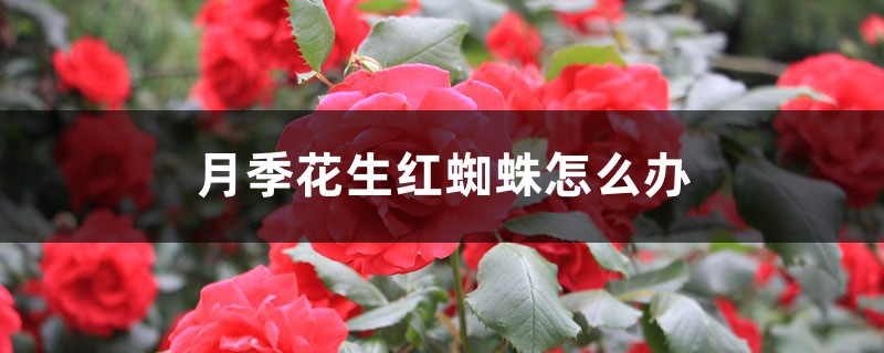 <strong>月季花生红蜘蛛怎么解决，怎么处理</strong>