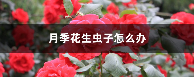 <strong>月季花生虫子怎么解决，怎么处理</strong>