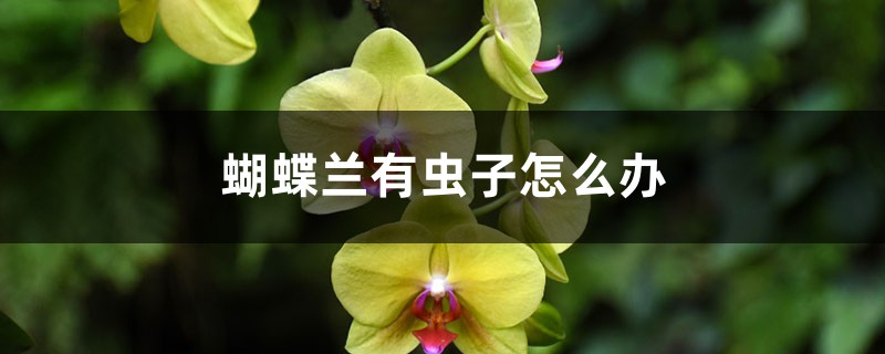 <b>蝴蝶兰有虫子怎么解决，怎么处理，用什么药</b>