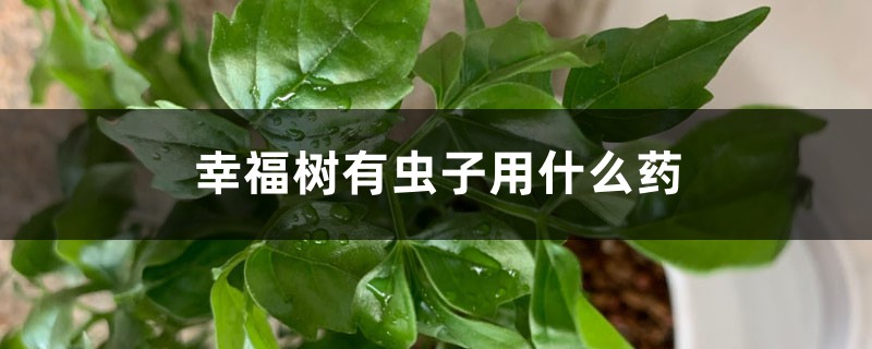 <b>幸福树有虫子用什么药，幸福树介壳虫怎么根除</b>