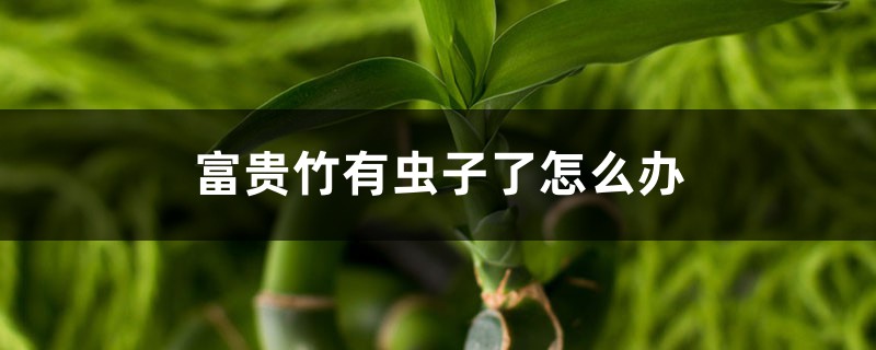 <b>富贵竹有虫子了怎么解决，怎么处理，生虫可以用多菌灵吗</b>