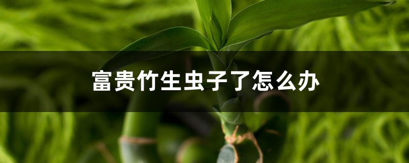 <b>富贵竹生虫是怎么回事，富贵竹生虫子了怎么解决，怎么处理</b>