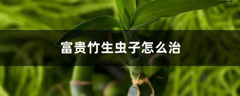 <b>富贵竹生虫子怎么治，生虫子了用什么药</b>