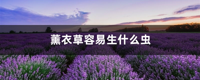 <b>薰衣草容易生什么虫，薰衣草生虫怎么处理</b>