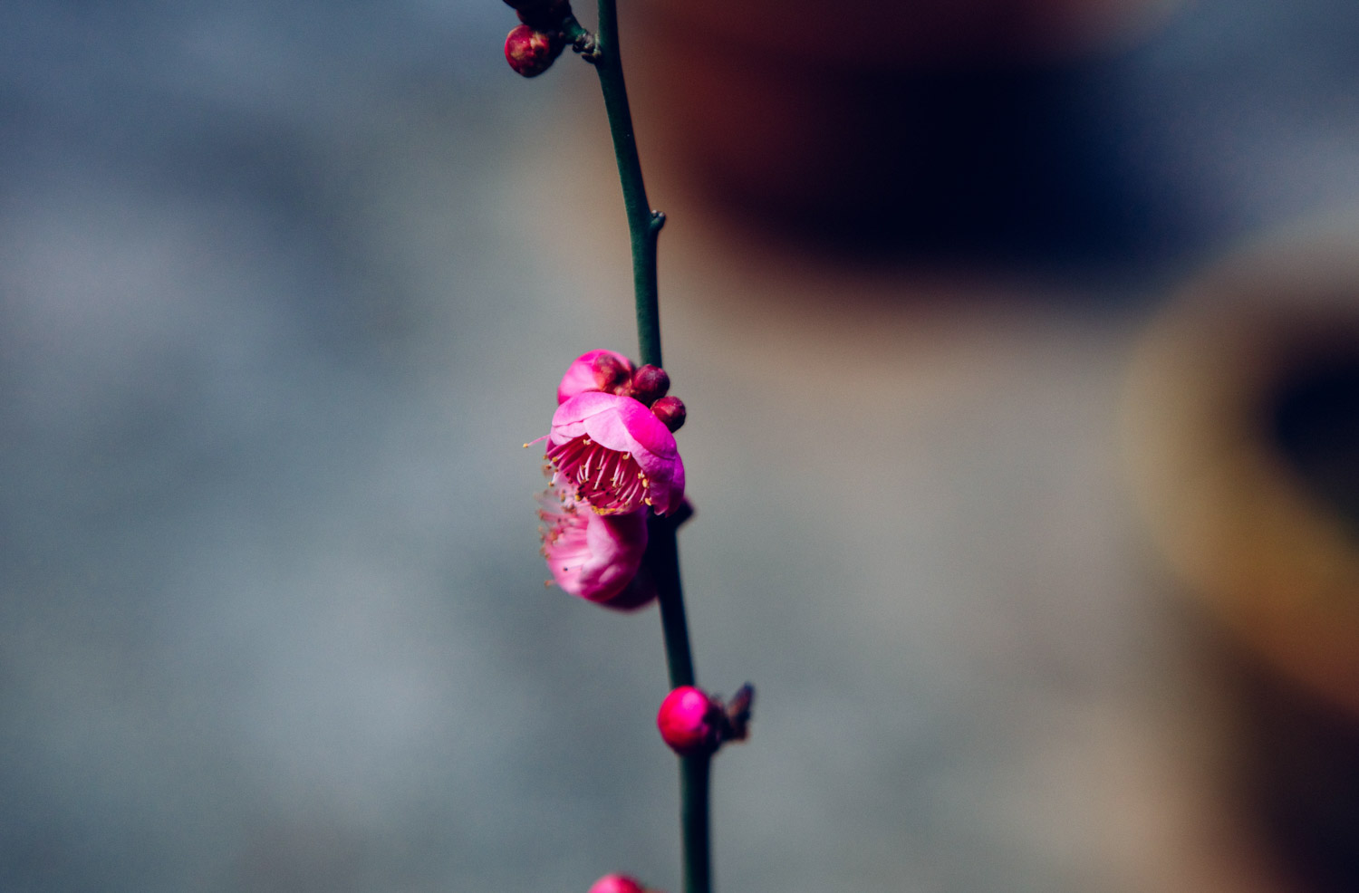 梅花盆景生虫如何处理，梅花树生虫了怎么解决，怎么处理