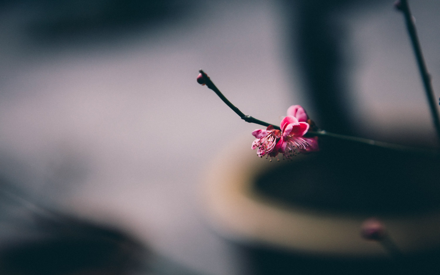 梅花盆景生虫如何处理，梅花树生虫了怎么解决，怎么处理