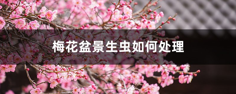 <b>梅花盆景生虫如何处理，梅花树生虫了怎么解决，怎么处理</b>