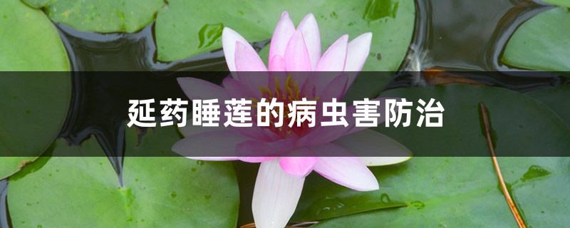 <strong>延药睡莲的病虫害防治</strong>