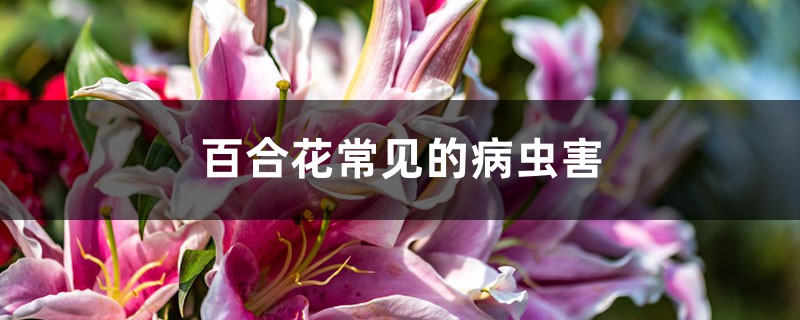 <b>百合花常见的病虫害</b>