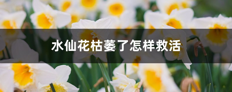 水仙花枯萎了怎样救活