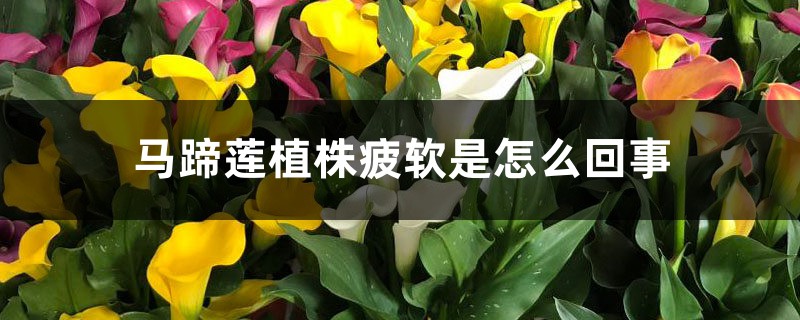 <b>马蹄莲植株疲软是怎么回事</b>