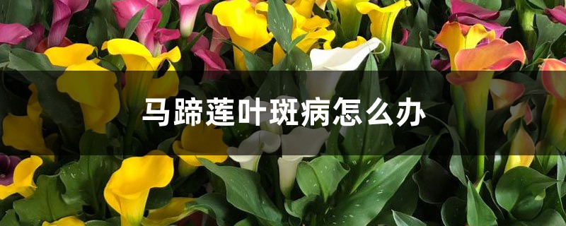 <b>马蹄莲叶斑病怎么解决，怎么处理</b>