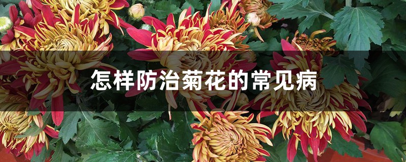 <strong>怎样防治菊花的常见病</strong>