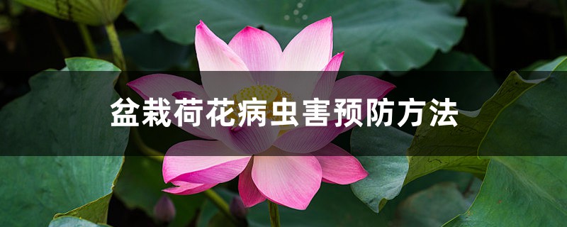 <b>盆栽荷花病虫害预防方法</b>