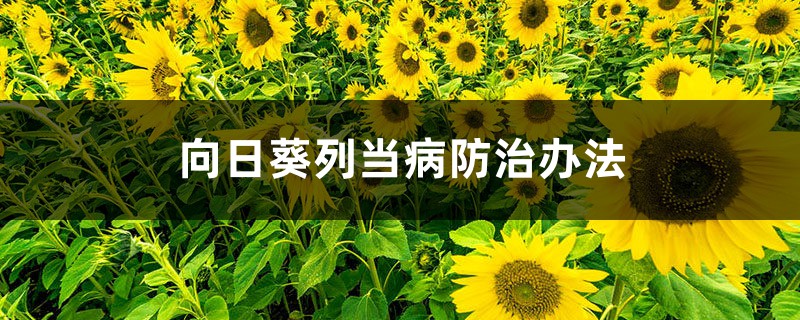 <b>向日葵列当病防治办法</b>