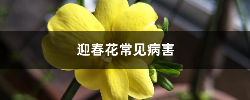 <b>迎春花常见病害</b>