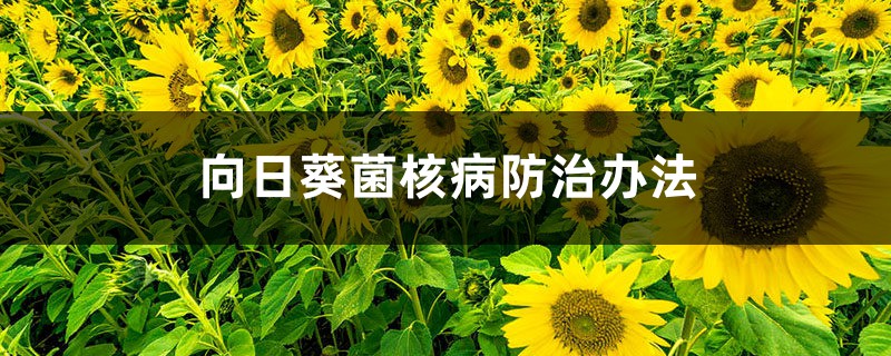 <strong>向日葵菌核病防治办法</strong>